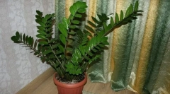 Zamiculkas (dollárfa)